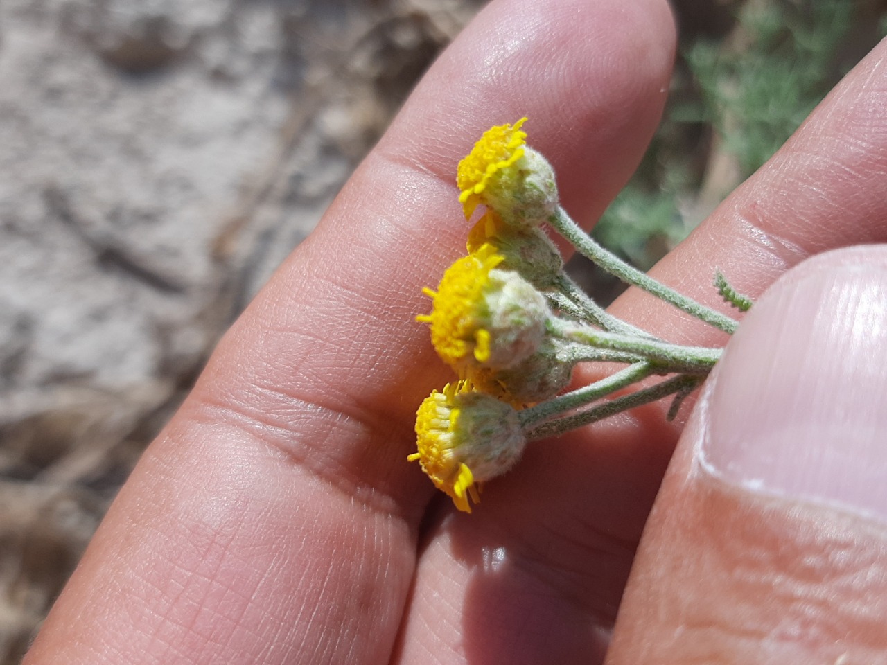 Achillea vermicularis
