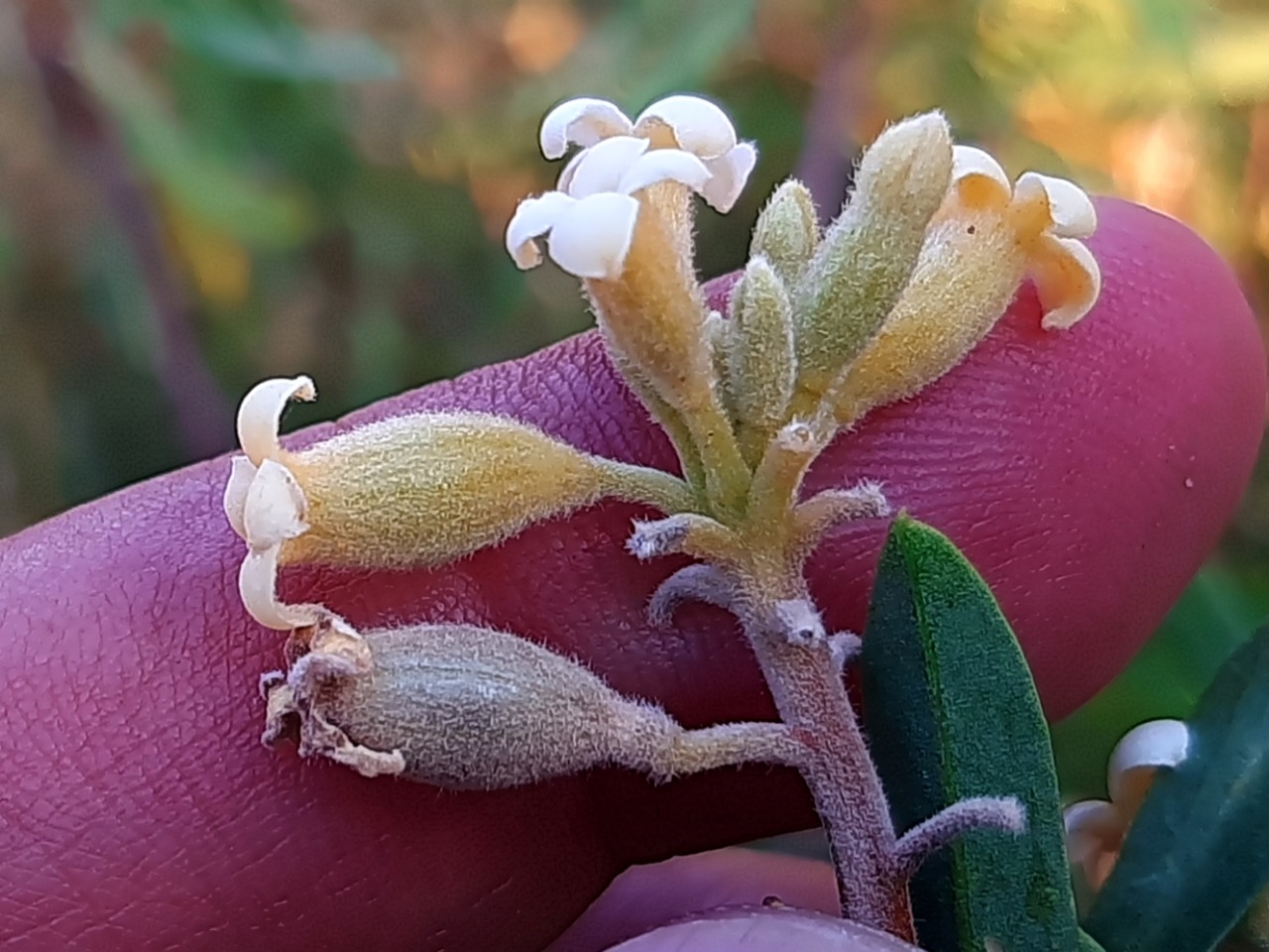 Daphne mucronata subsp. turcica