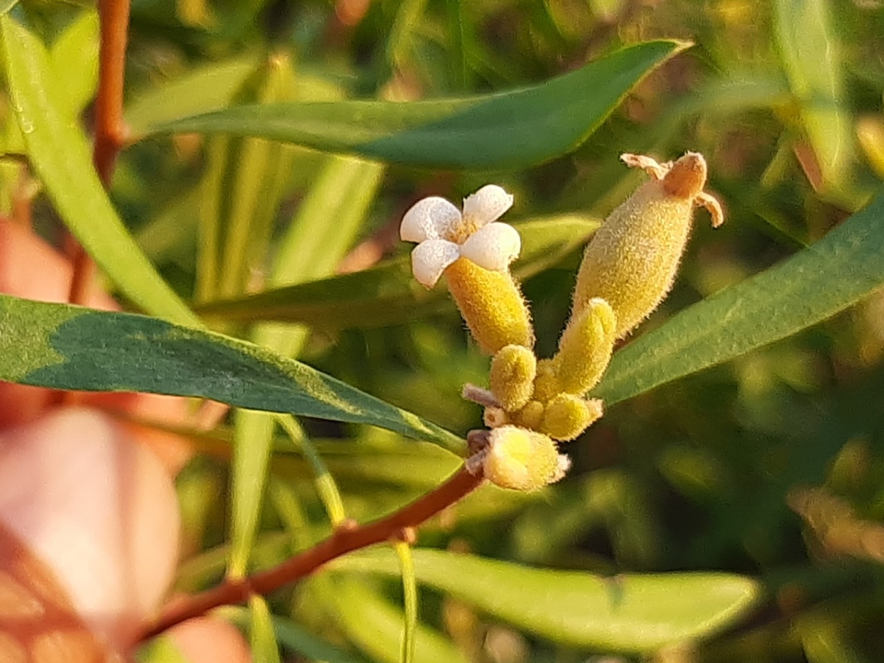 Daphne mucronata subsp. turcica