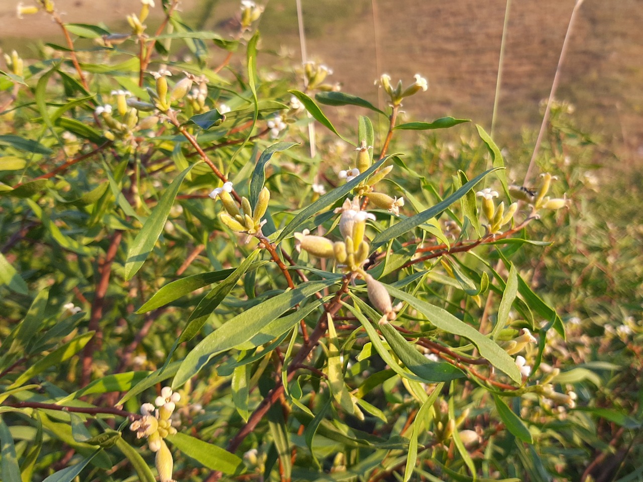 Daphne mucronata subsp. turcica