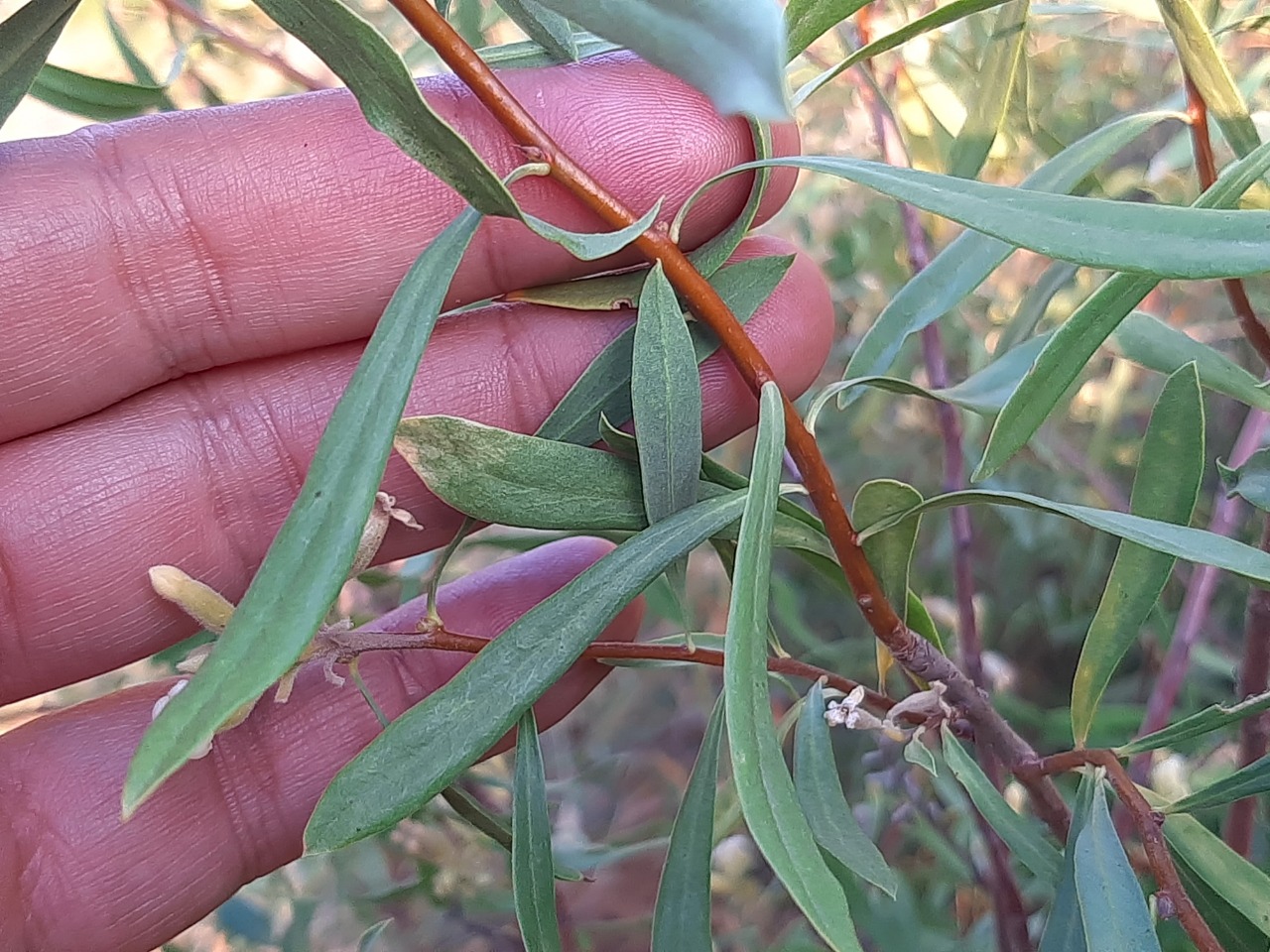 Daphne mucronata subsp. turcica