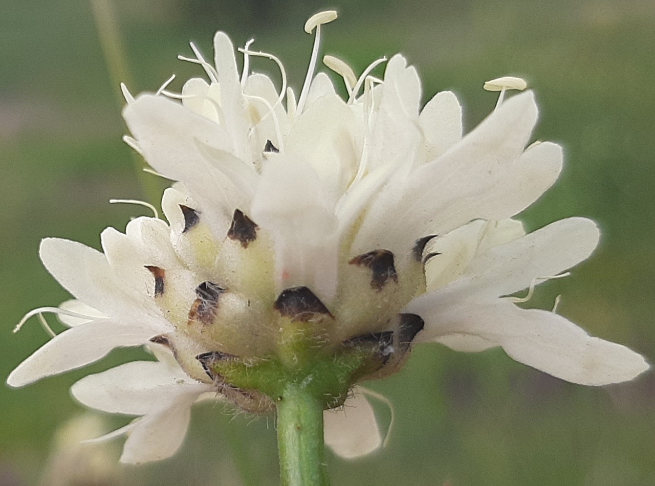 Cephalaria speciosa