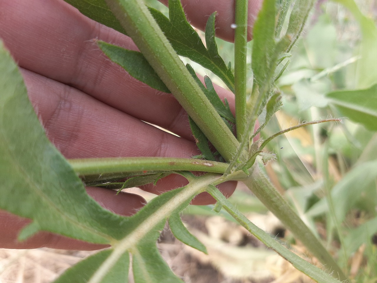 Cephalaria speciosa