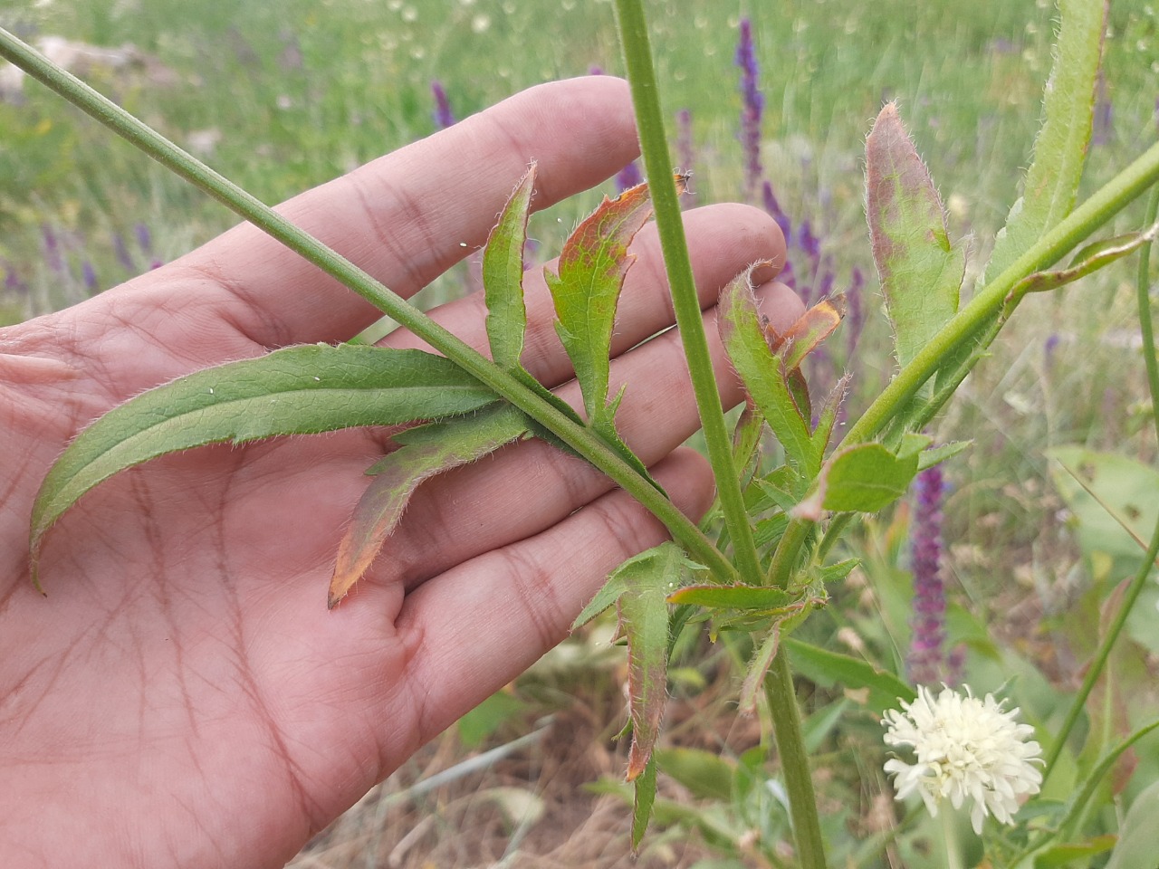 Cephalaria speciosa