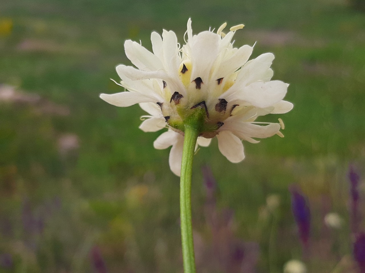 Cephalaria speciosa