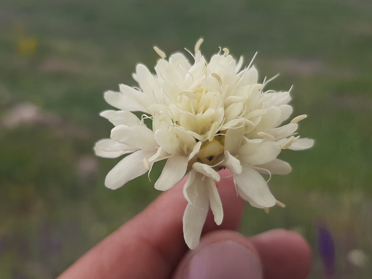 Cephalaria speciosa