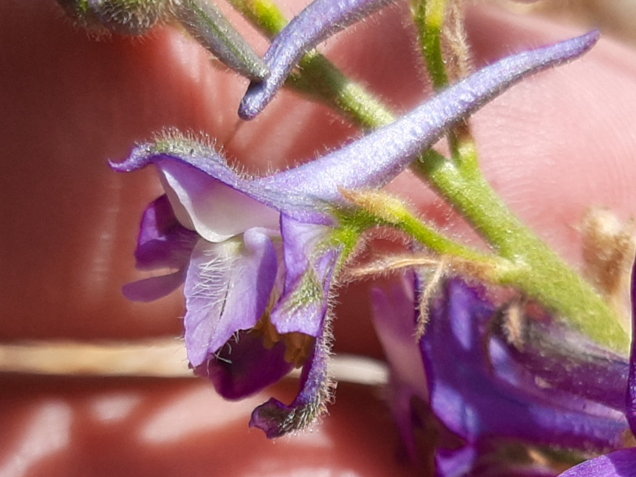 Delphinium carduchorum