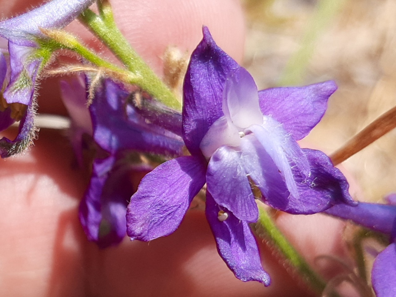 Delphinium carduchorum