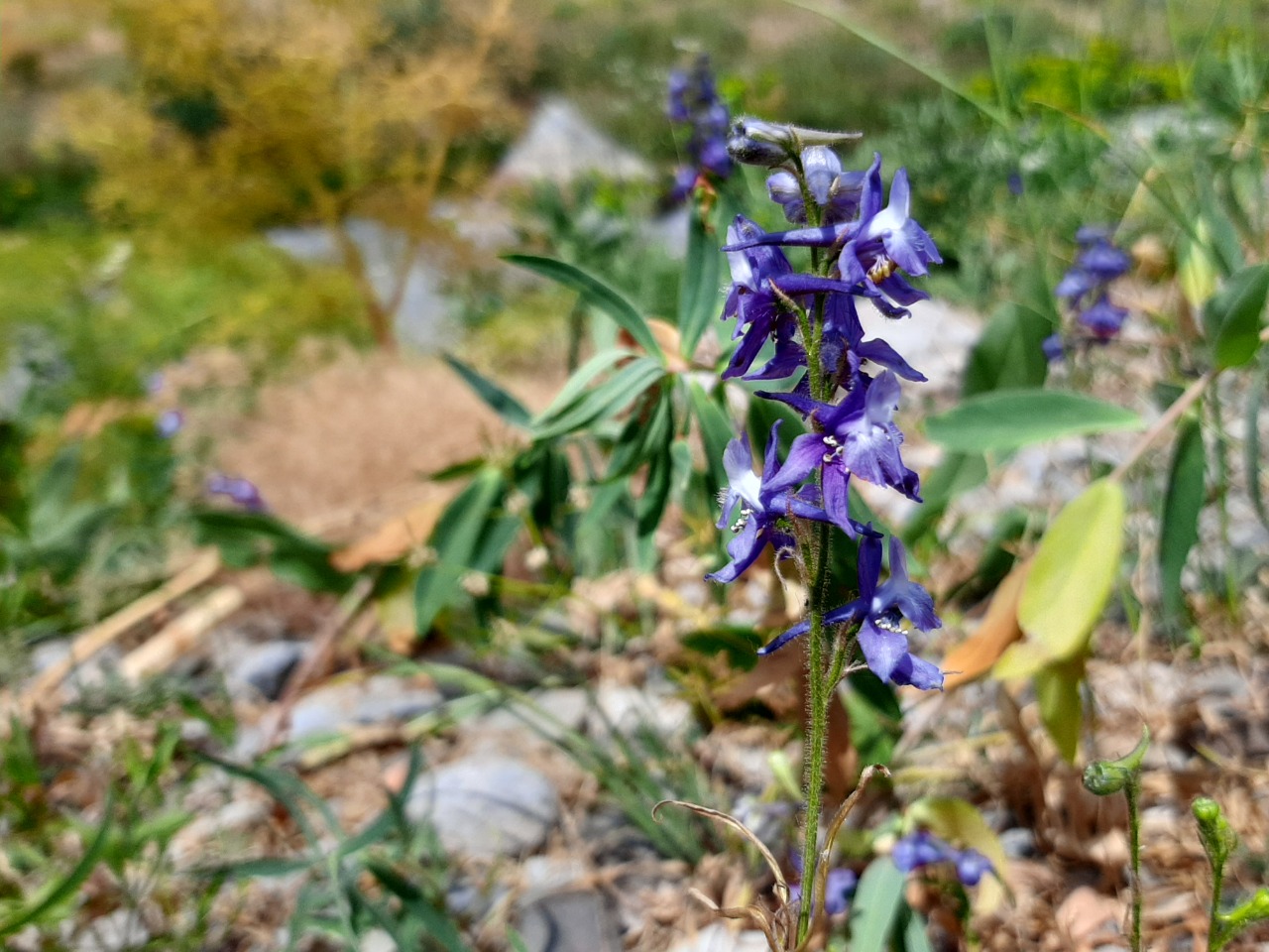 Delphinium carduchorum