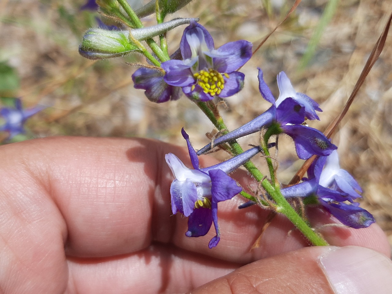 Delphinium carduchorum