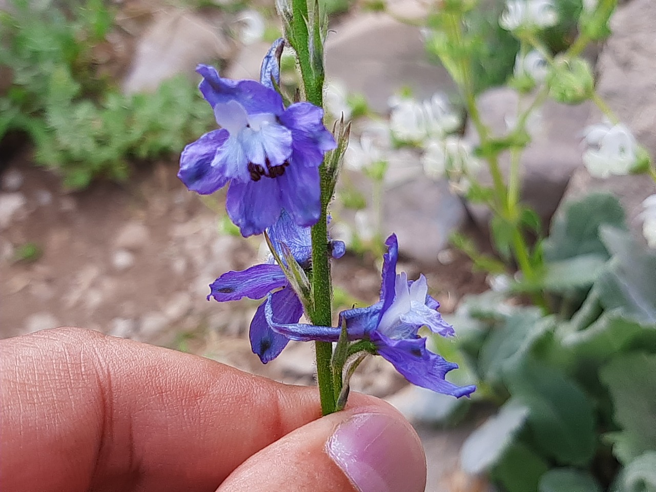 Delphinium carduchorum