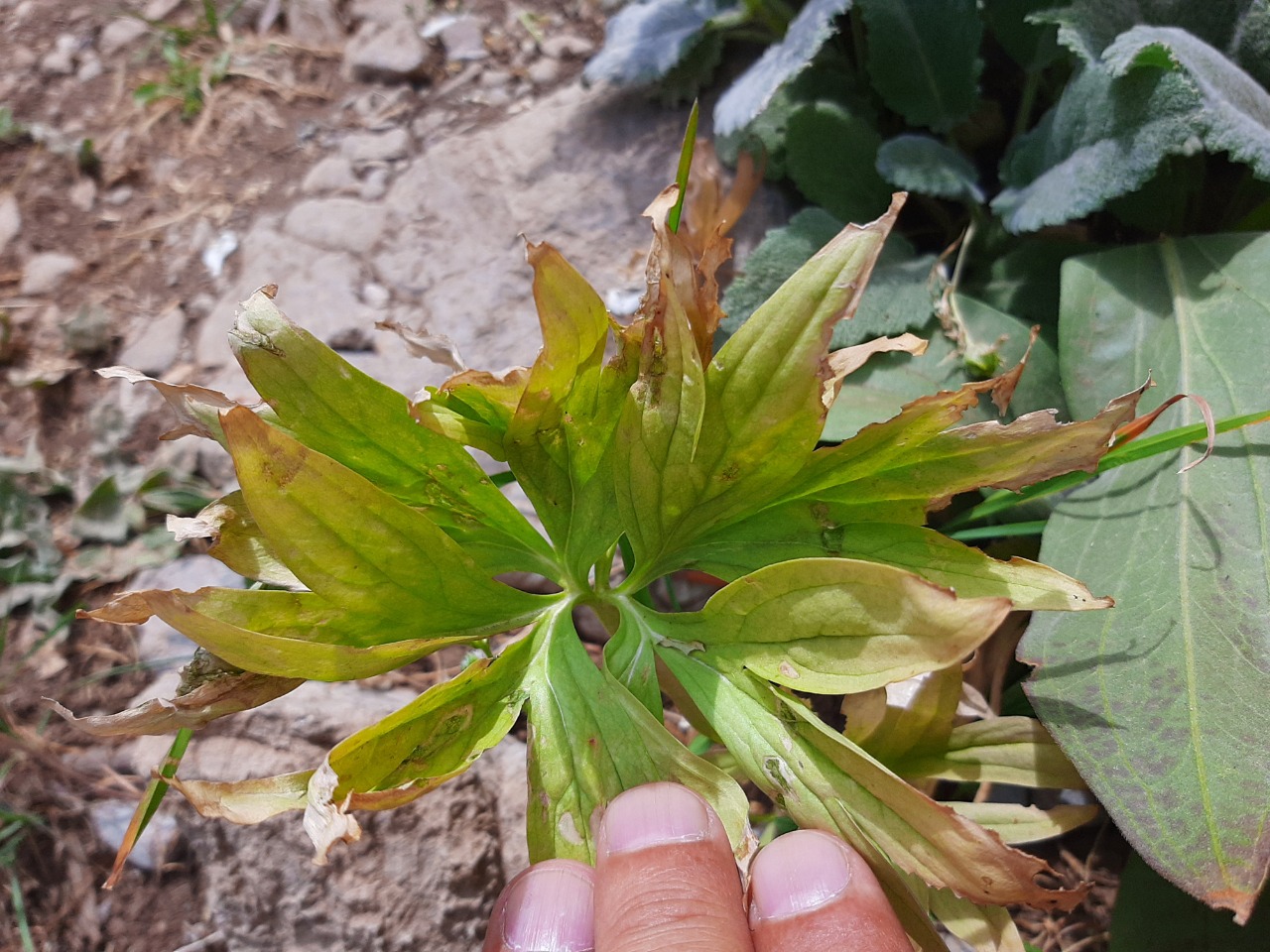 Delphinium carduchorum