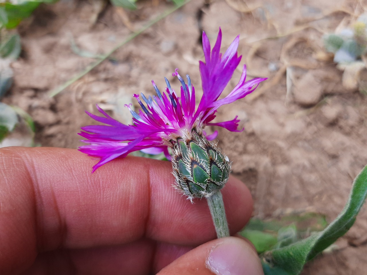 Cyanus cheiranthifolius