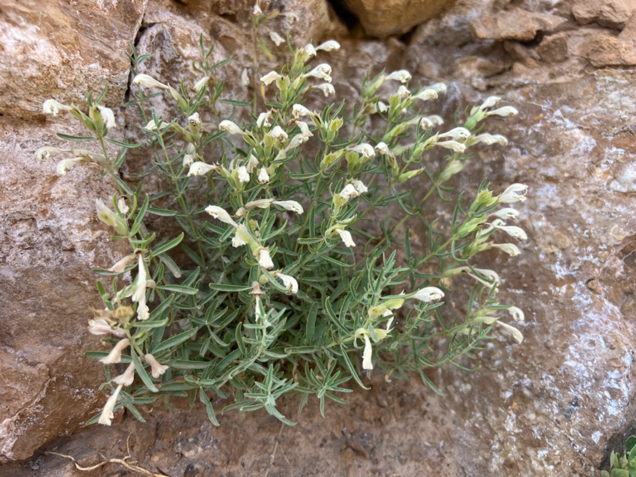 Dracocephalum multicaule
