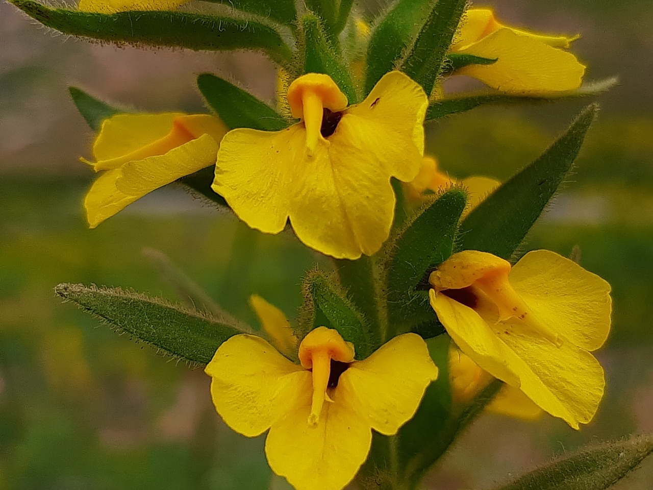 Rhynchocorys kurdica