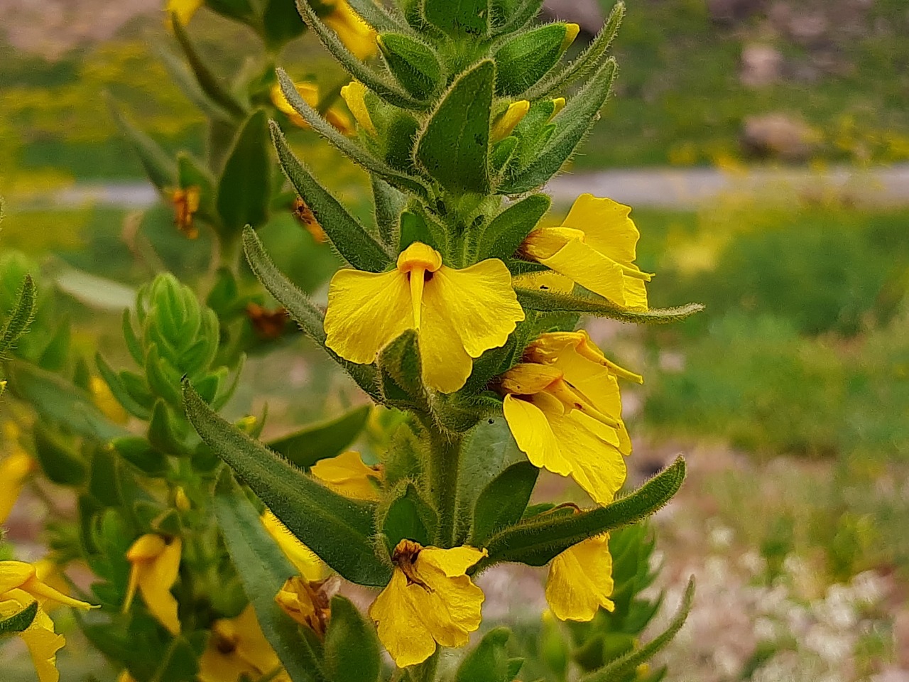 Rhynchocorys kurdica