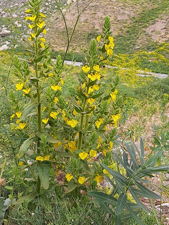 Rhynchocorys kurdica