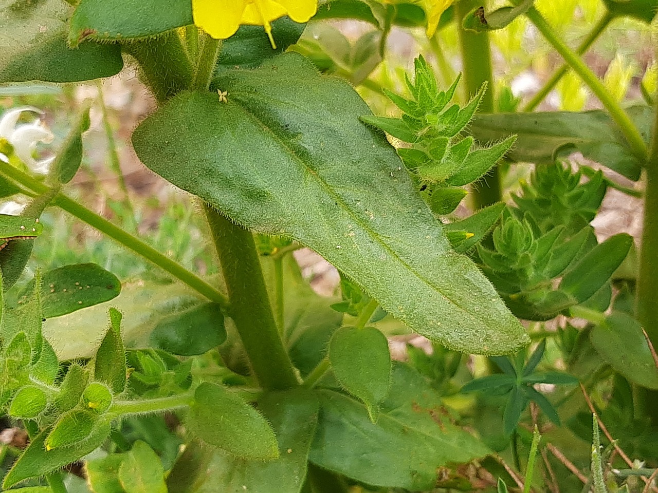 Rhynchocorys kurdica