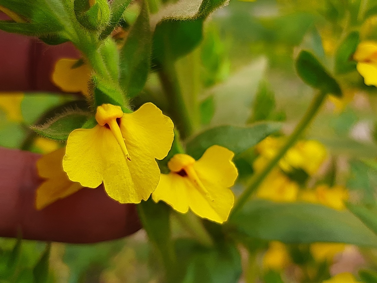 Rhynchocorys kurdica