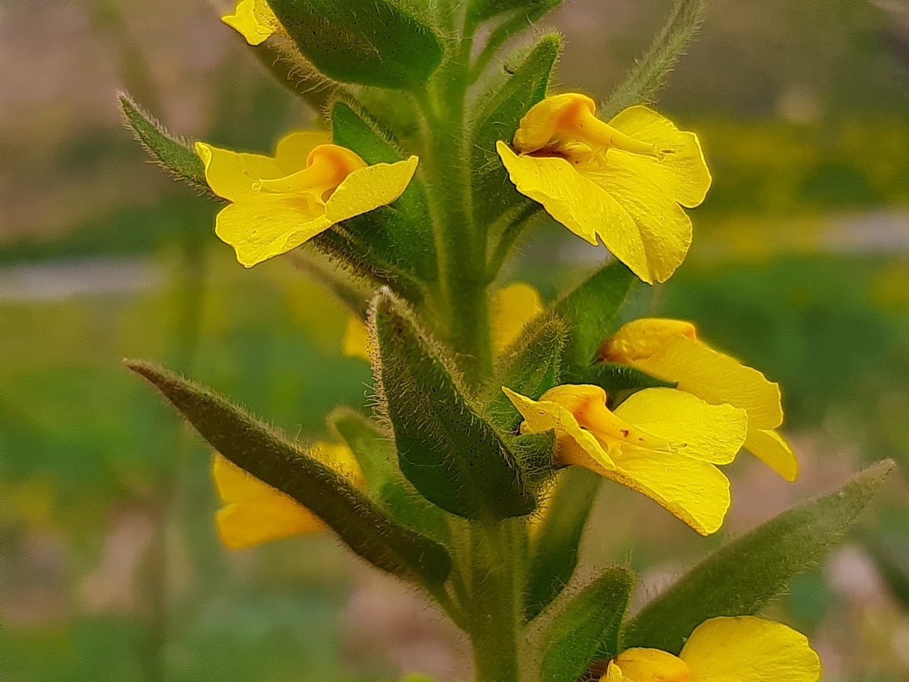 Rhynchocorys kurdica