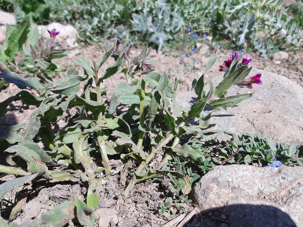 Nonea macrantha