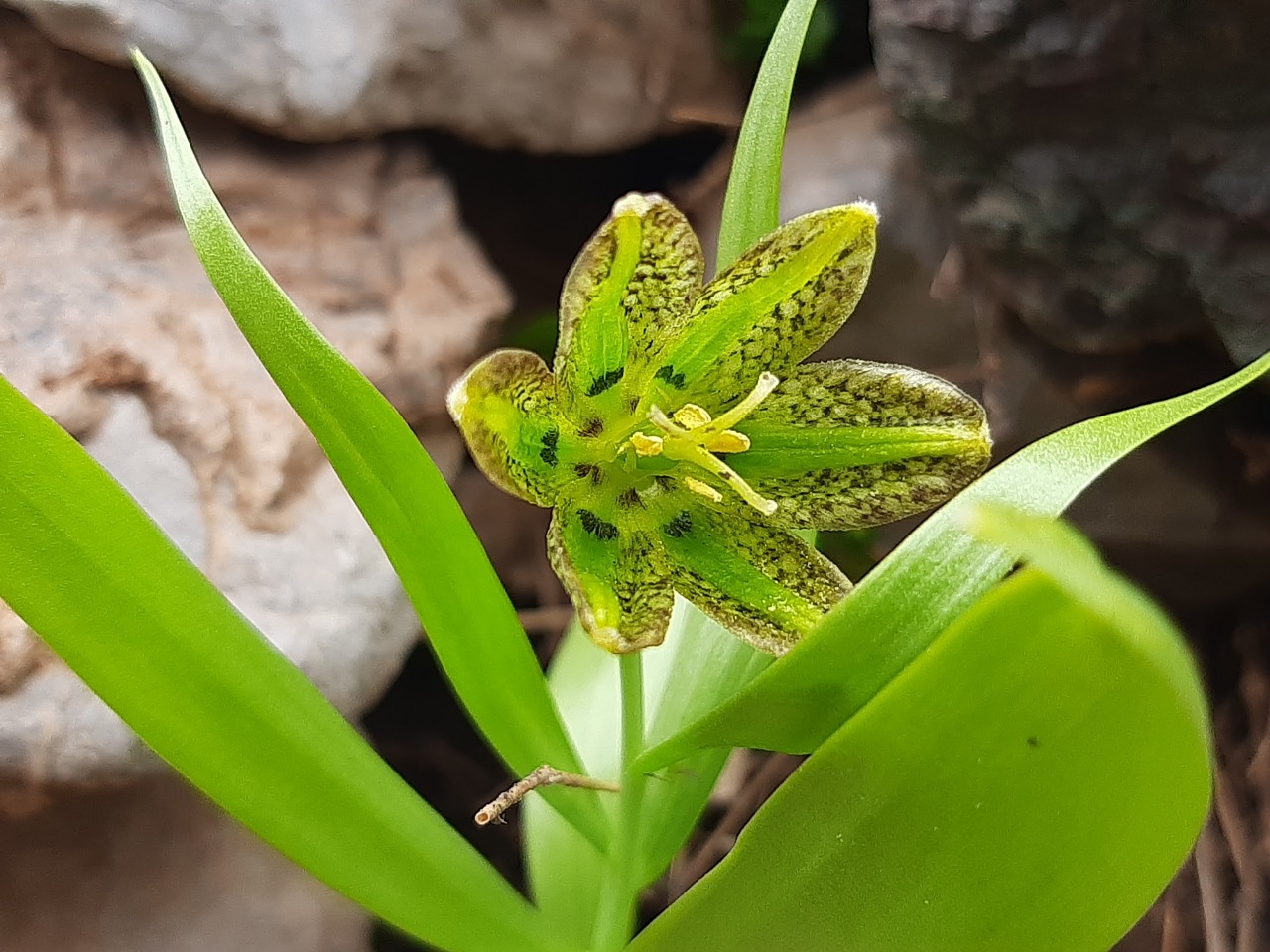 Fritillaria hakkarensis