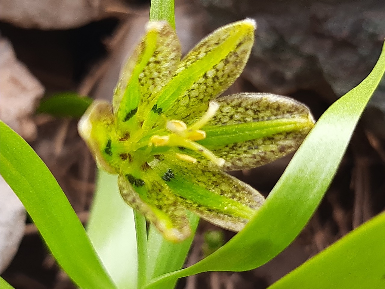 Fritillaria hakkarensis