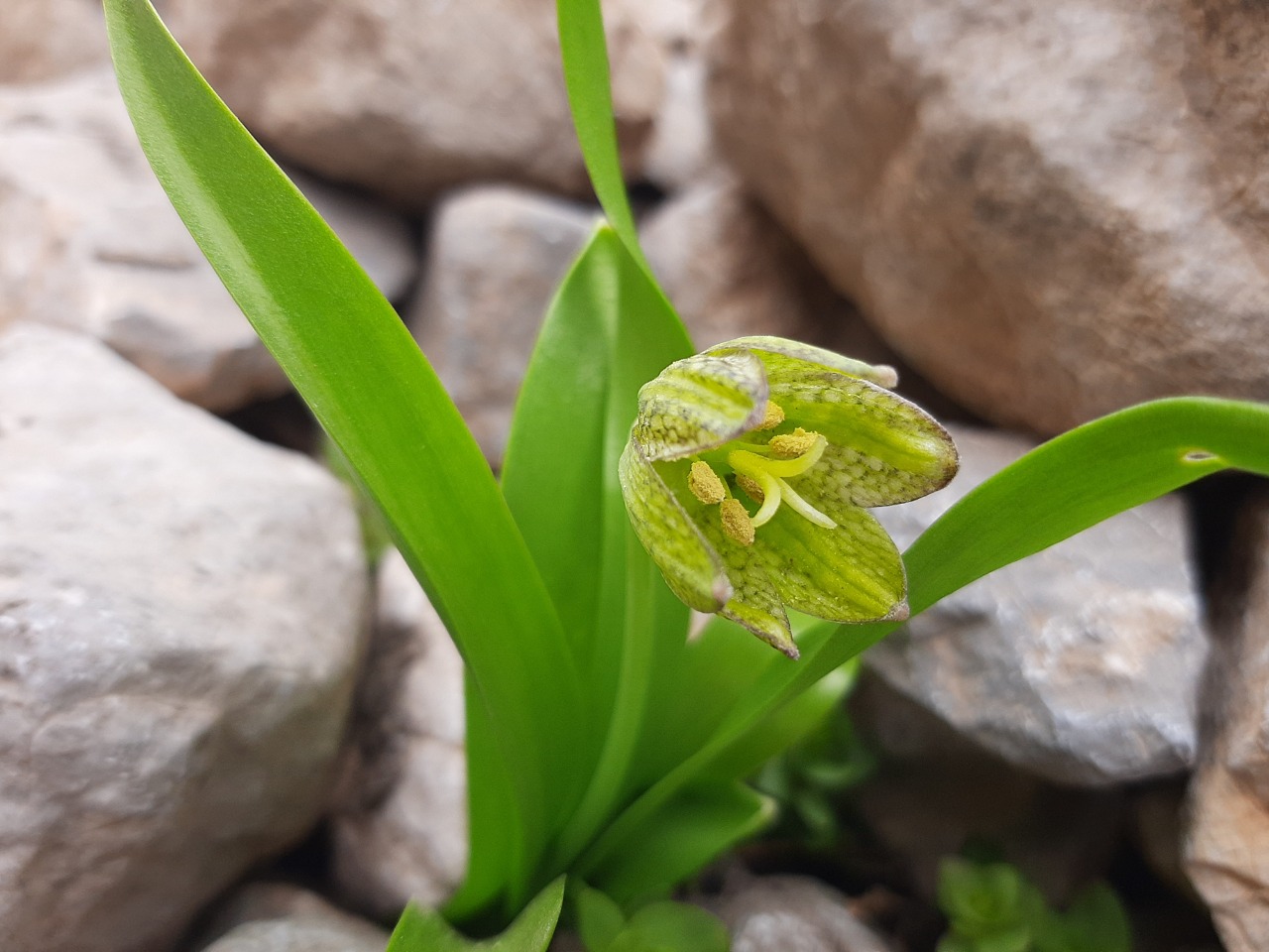 Fritillaria hakkarensis