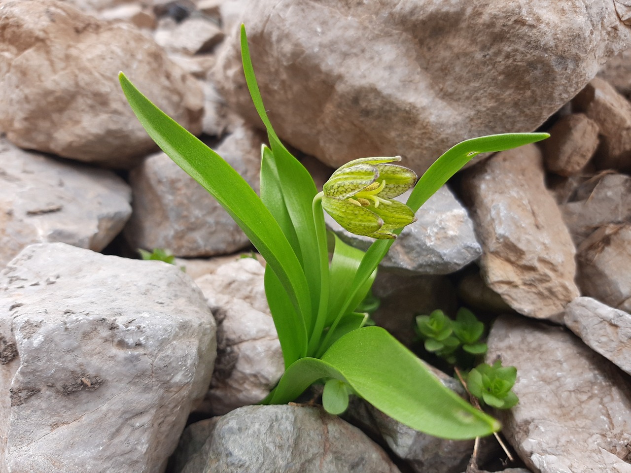 Fritillaria hakkarensis