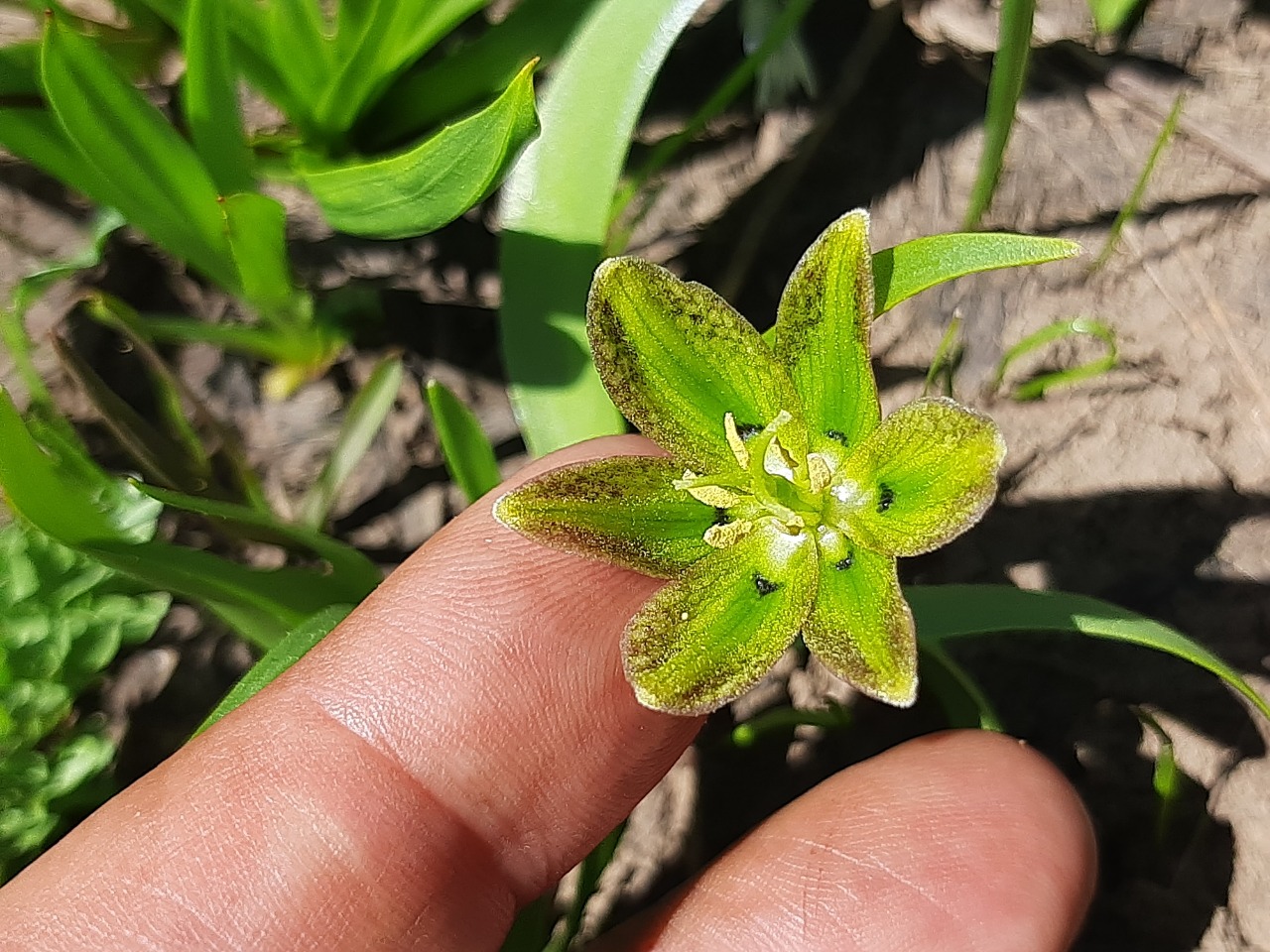 Fritillaria hakkarensis