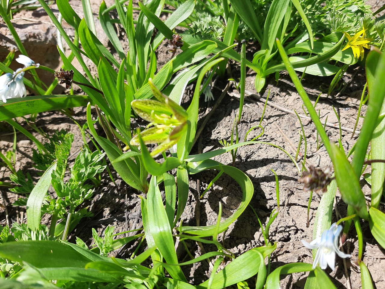 Fritillaria hakkarensis