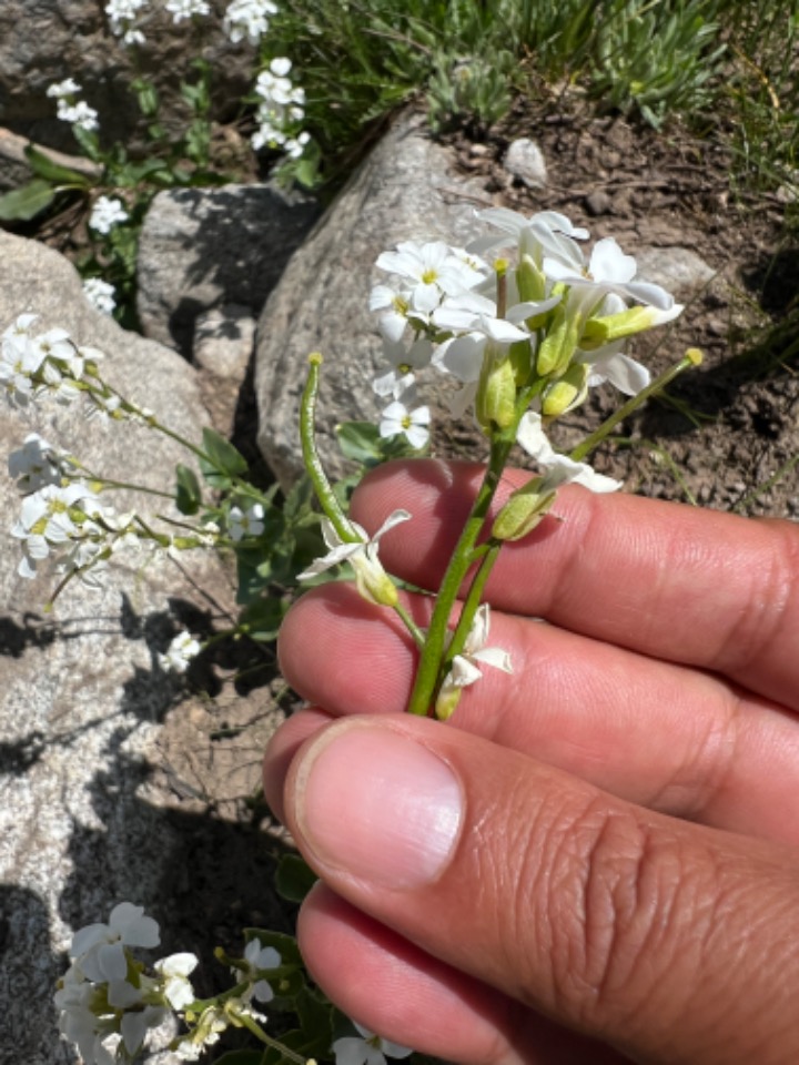 Arabis mollis