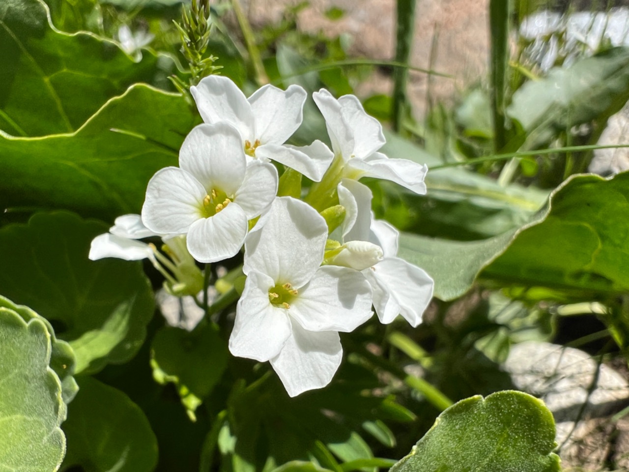 Arabis mollis