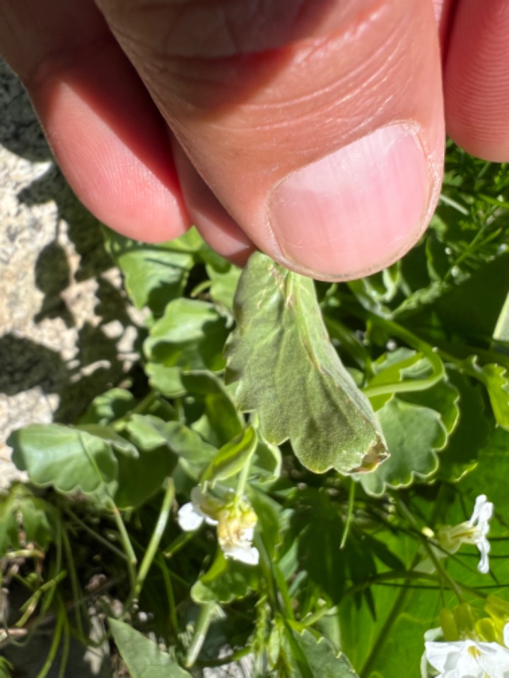 Arabis mollis