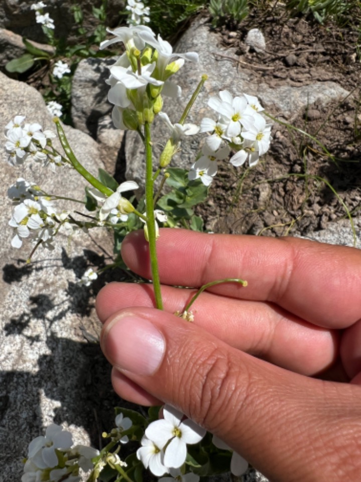 Arabis mollis