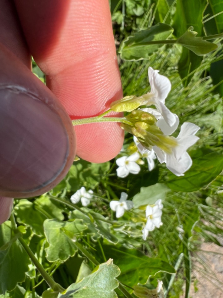 Arabis mollis