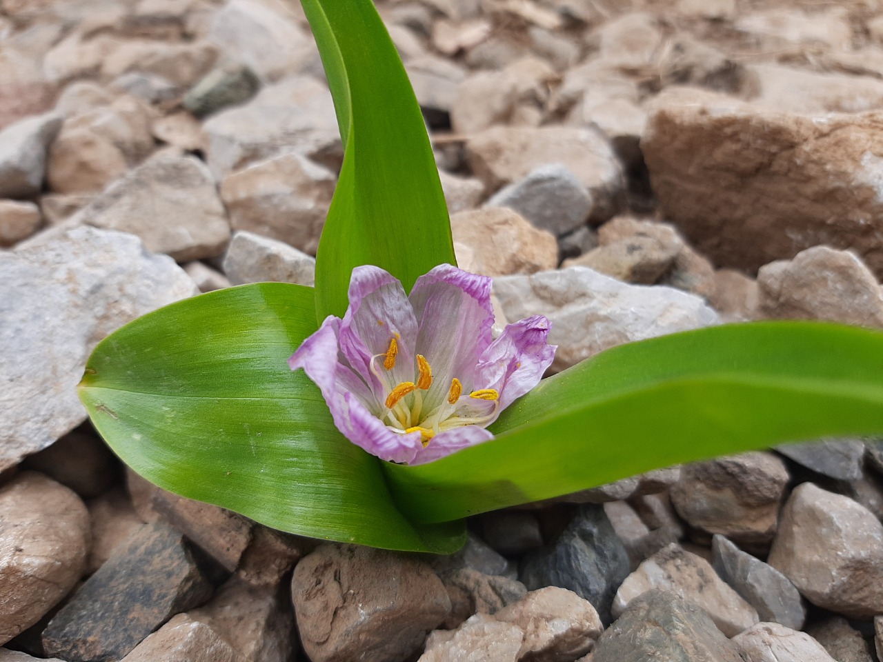 Colchicum kurdicum