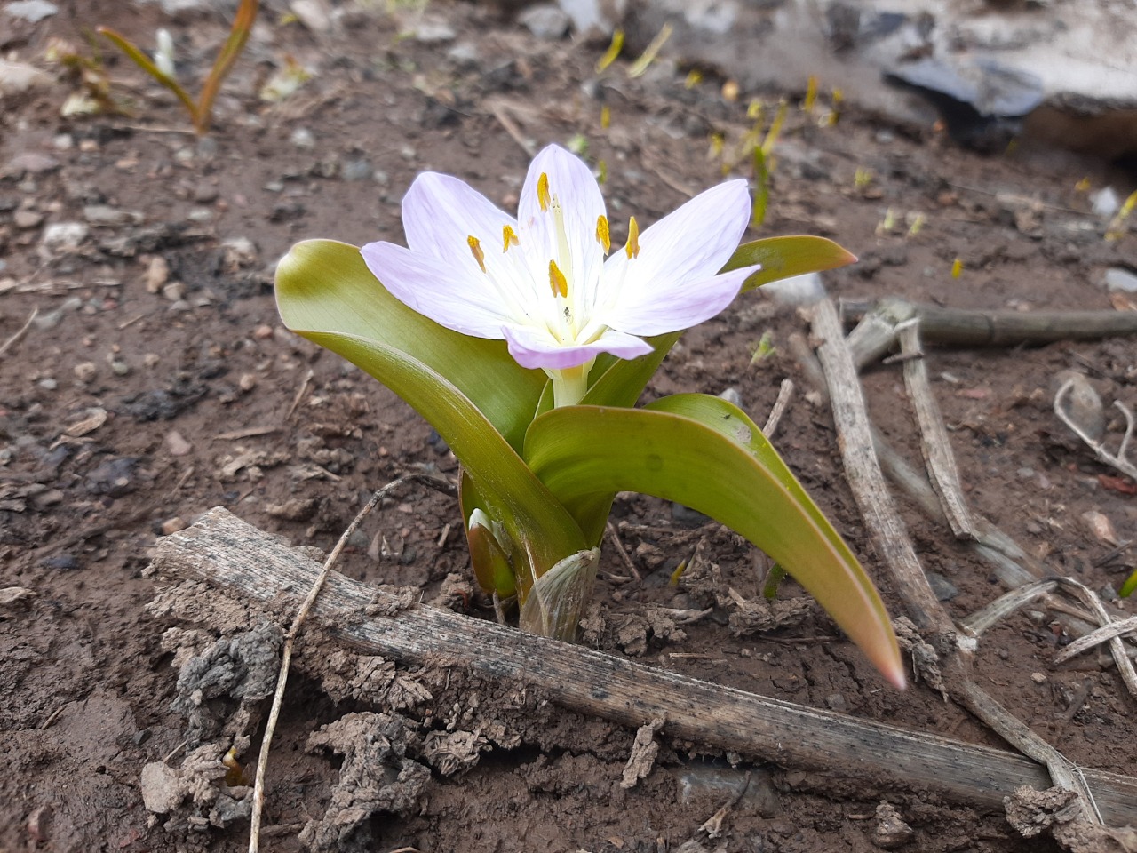 Colchicum kurdicum