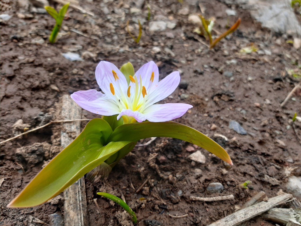 Colchicum kurdicum