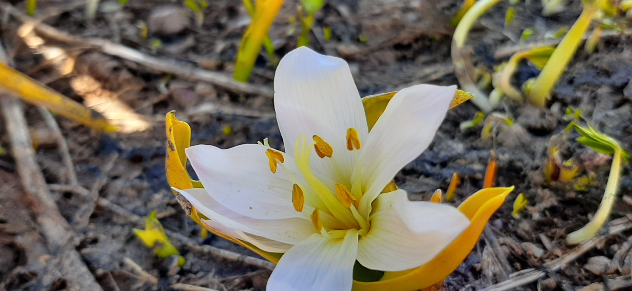 Colchicum kurdicum