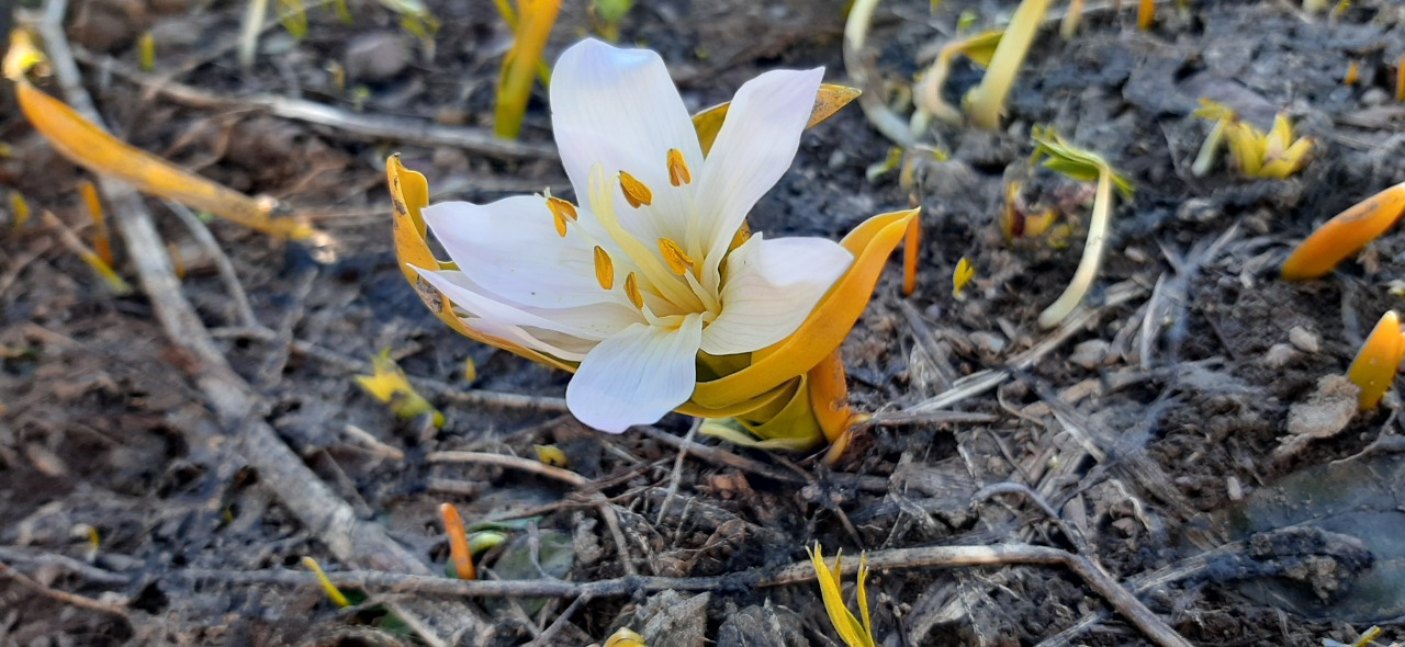 Colchicum kurdicum