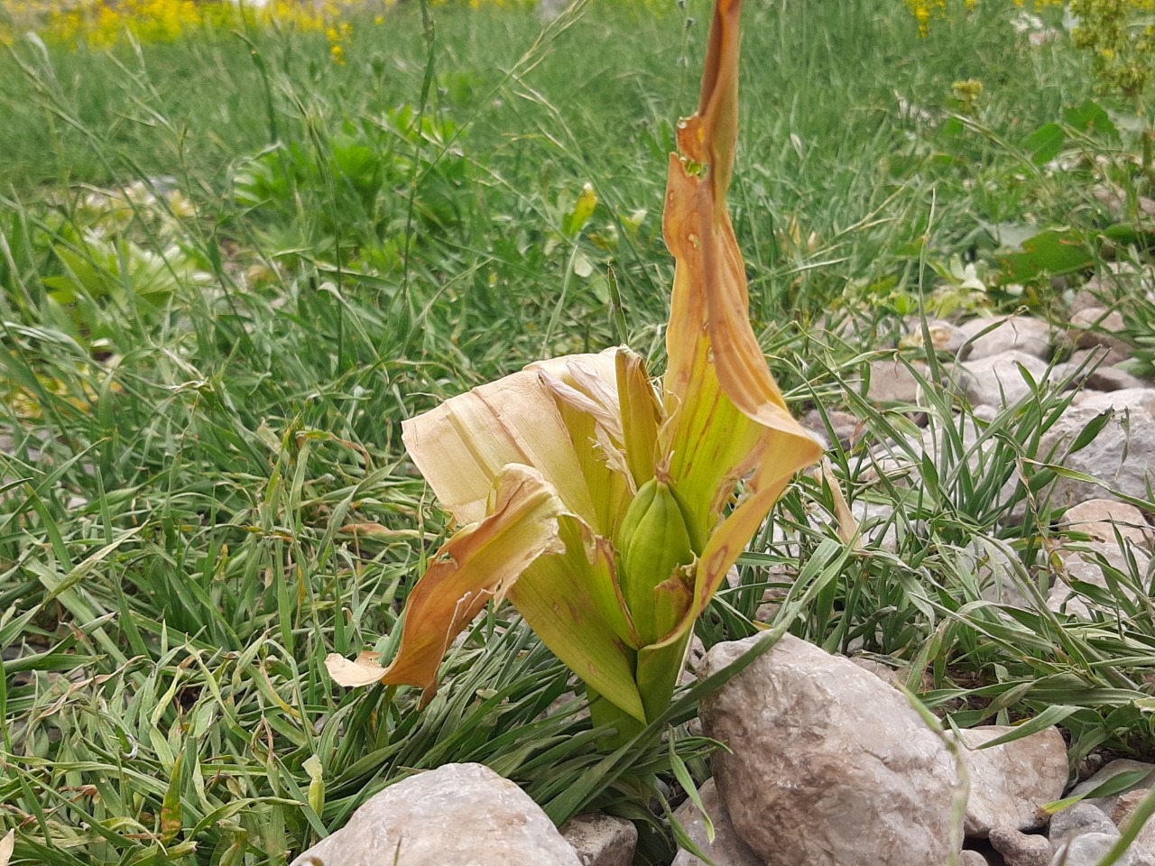 Colchicum kurdicum