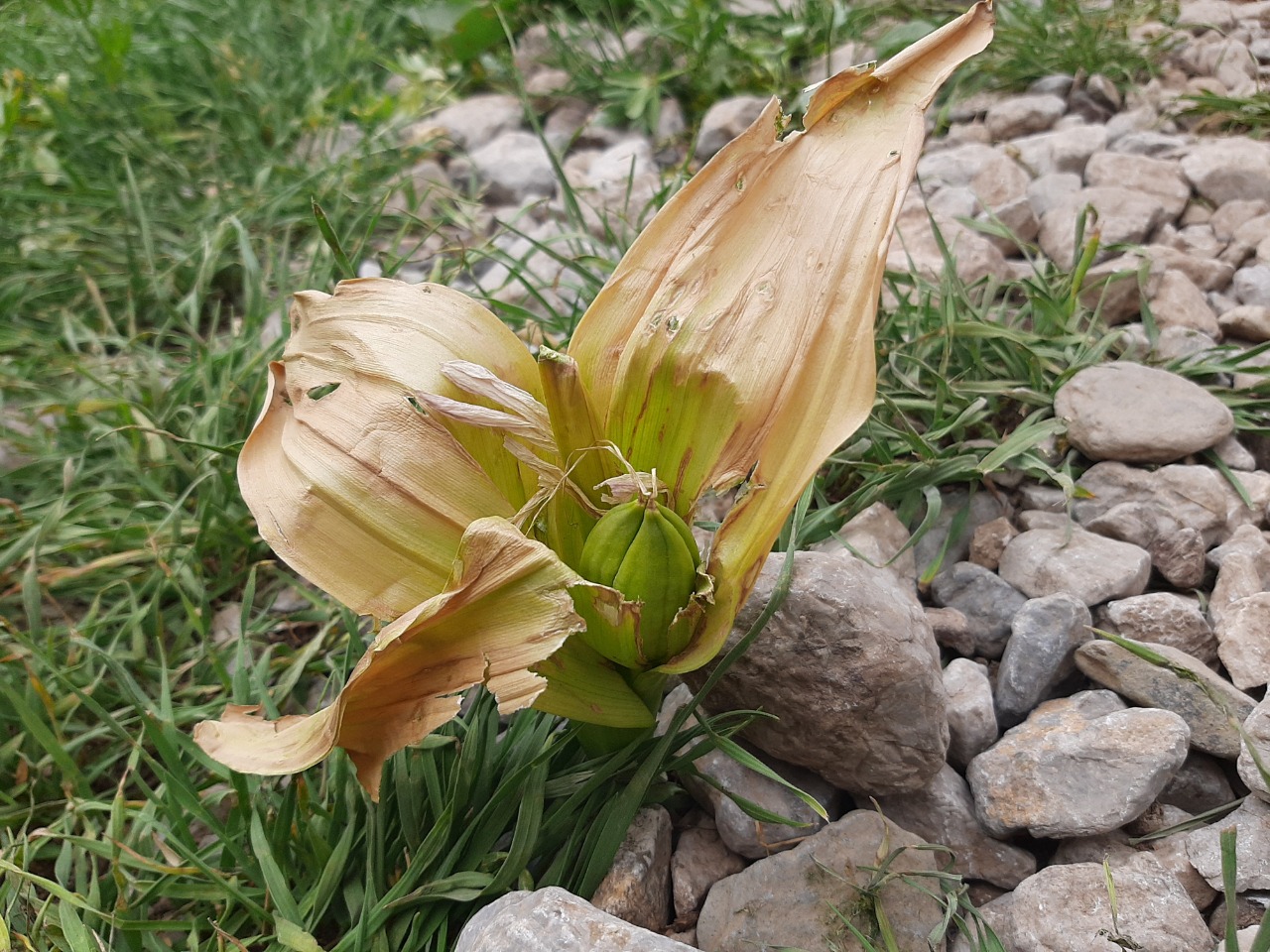 Colchicum kurdicum