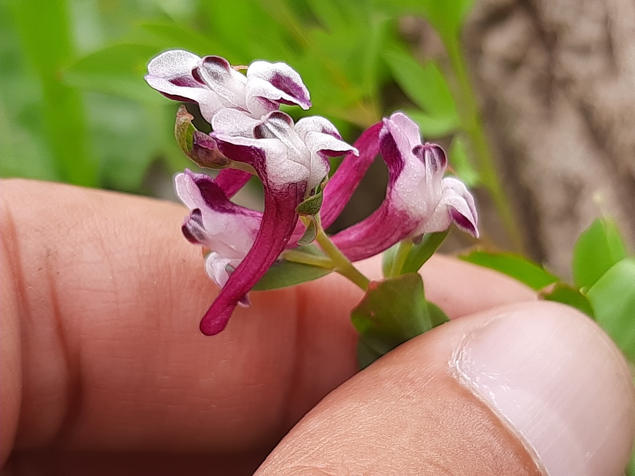 Corydalis oppositifolia subsp. kurdica