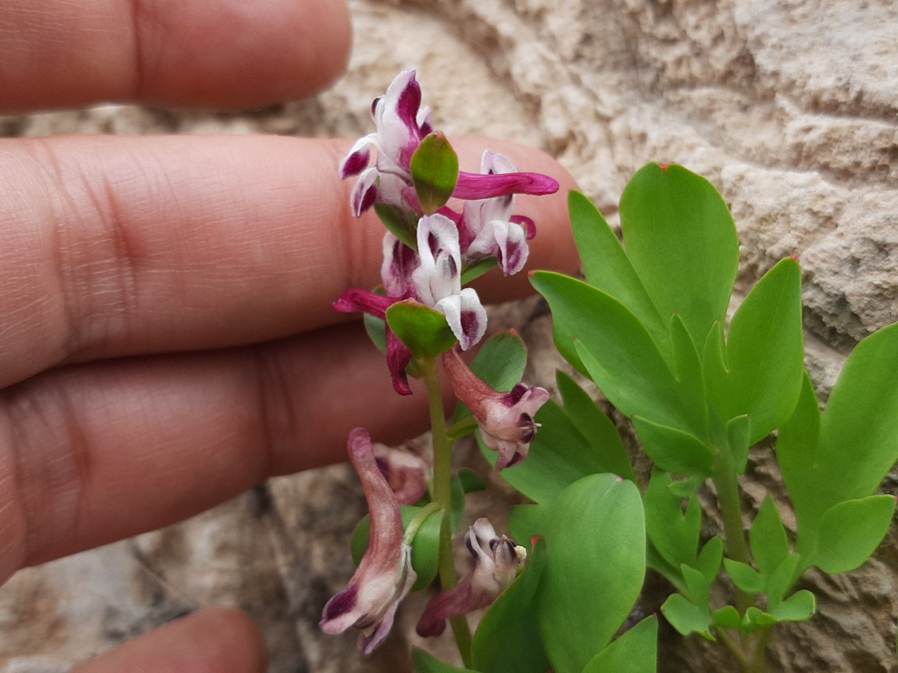 Corydalis oppositifolia subsp. kurdica