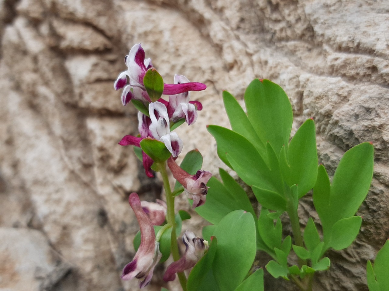 Corydalis oppositifolia subsp. kurdica