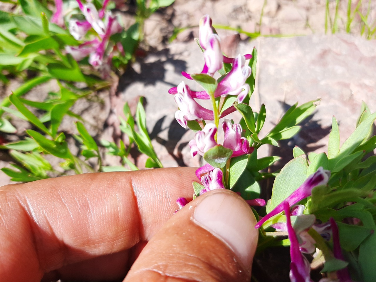 Corydalis oppositifolia subsp. kurdica