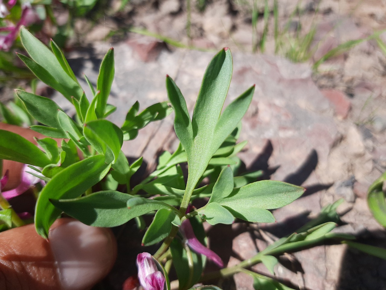 Corydalis oppositifolia subsp. kurdica