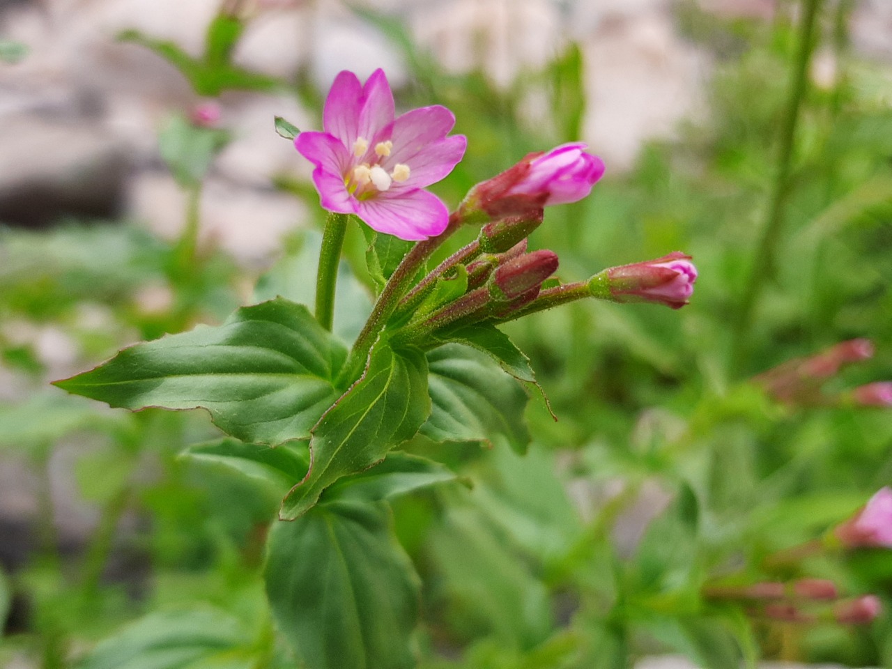 Epilobium confusum