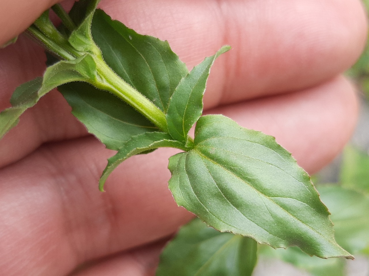 Epilobium confusum